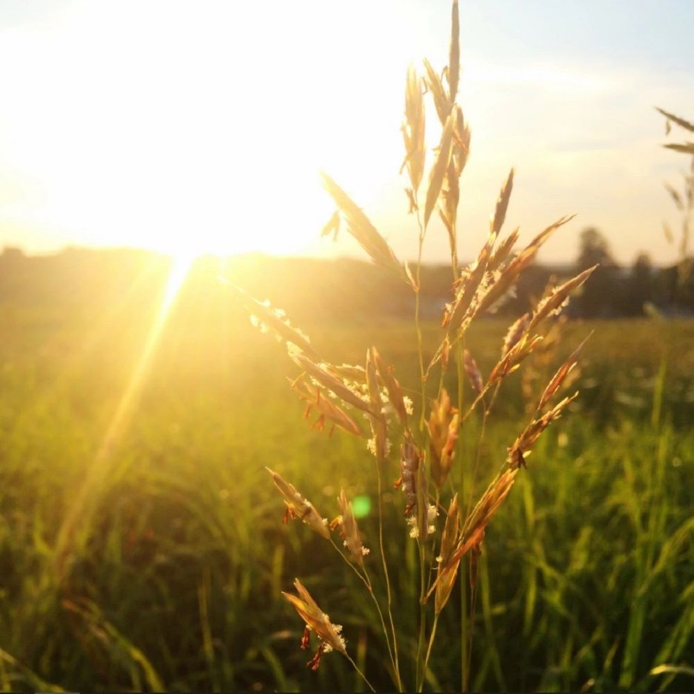 Featured image for “The Sun”