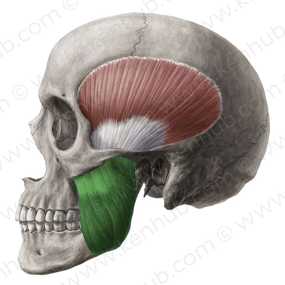 Featured image for “Botox for Facial Slimming & Teeth Grinding”